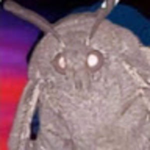 Meet your Posher, Angelinna